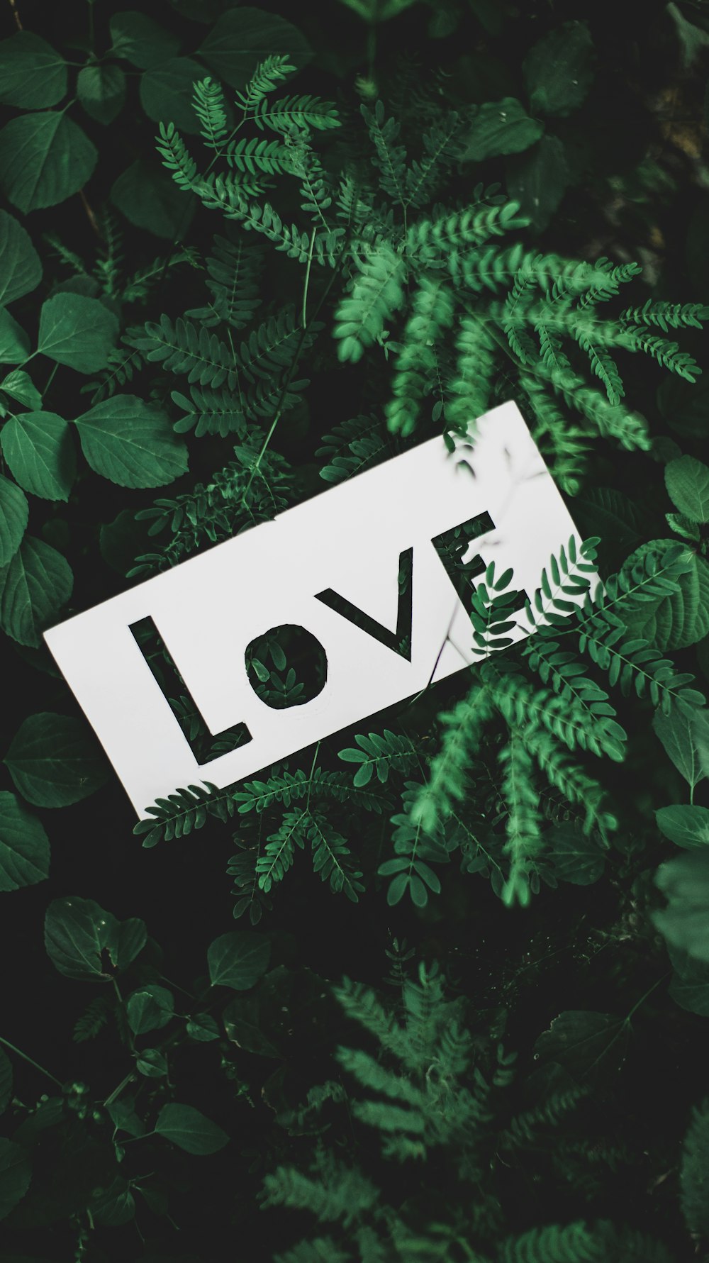 a paper cut out of the word love surrounded by green leaves