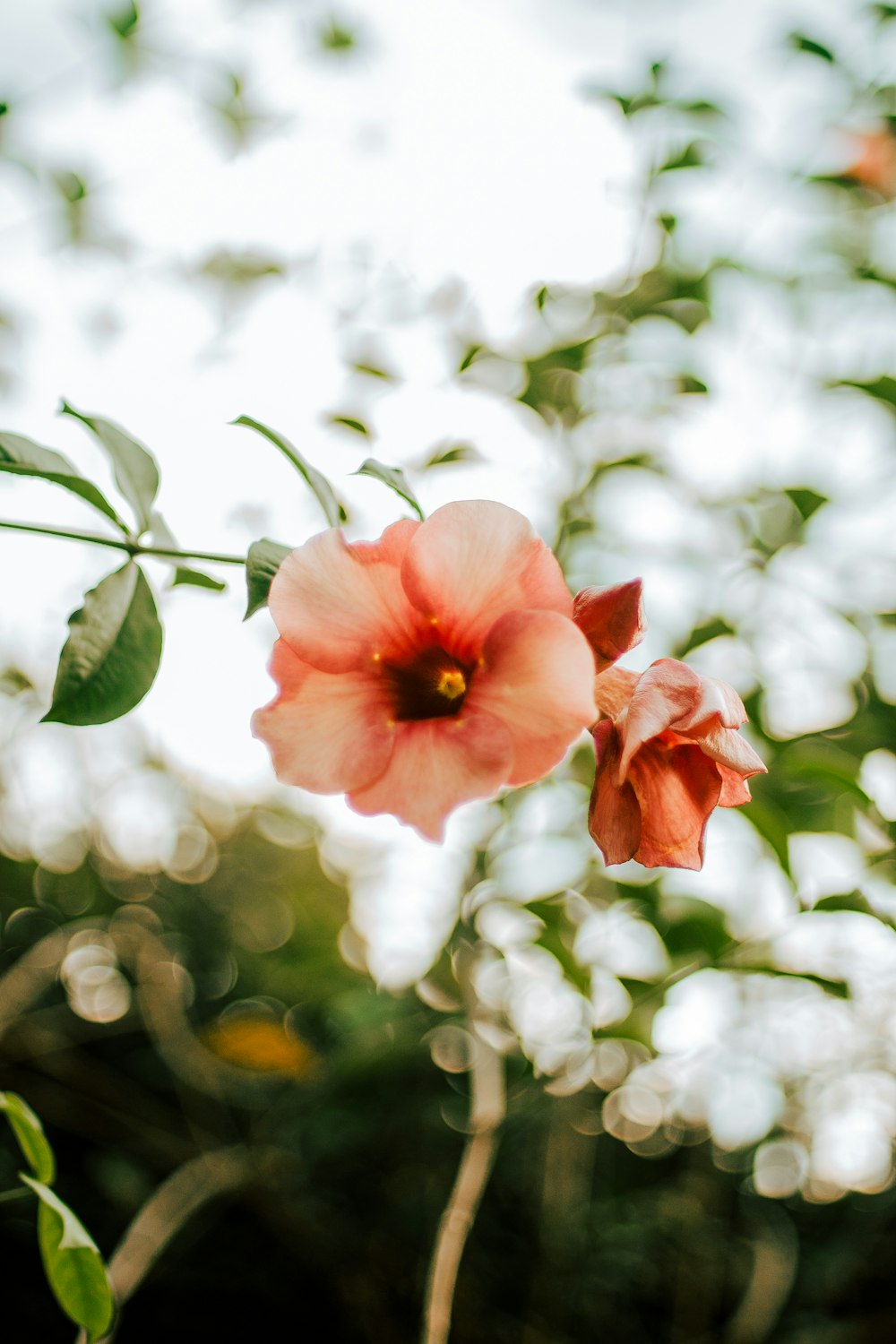 a flower that is sitting on a branch