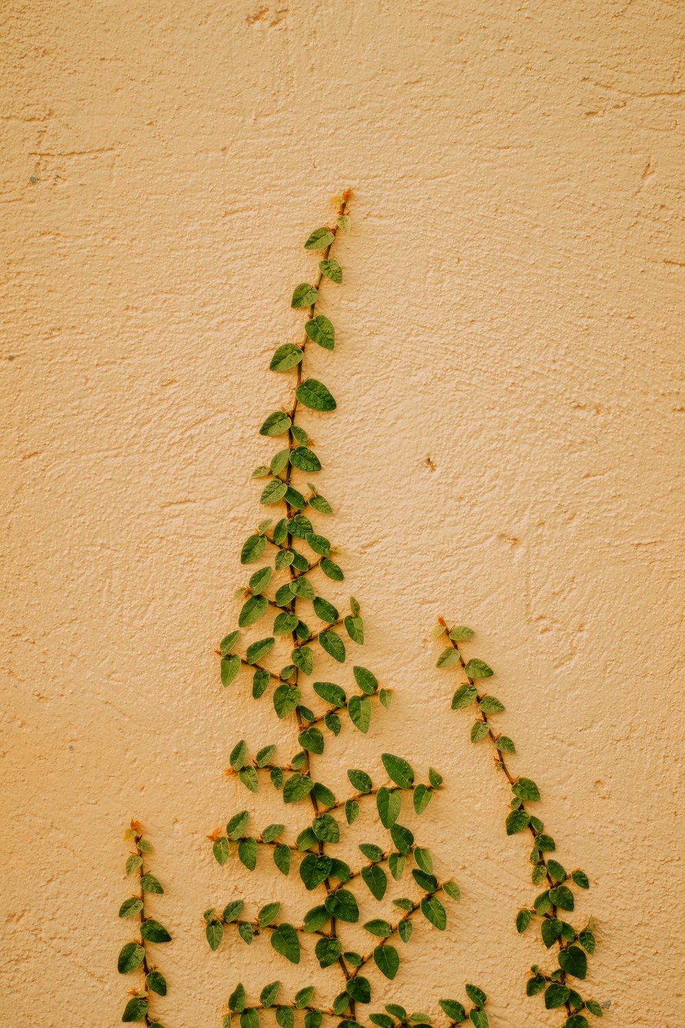 a plant growing on the side of a building