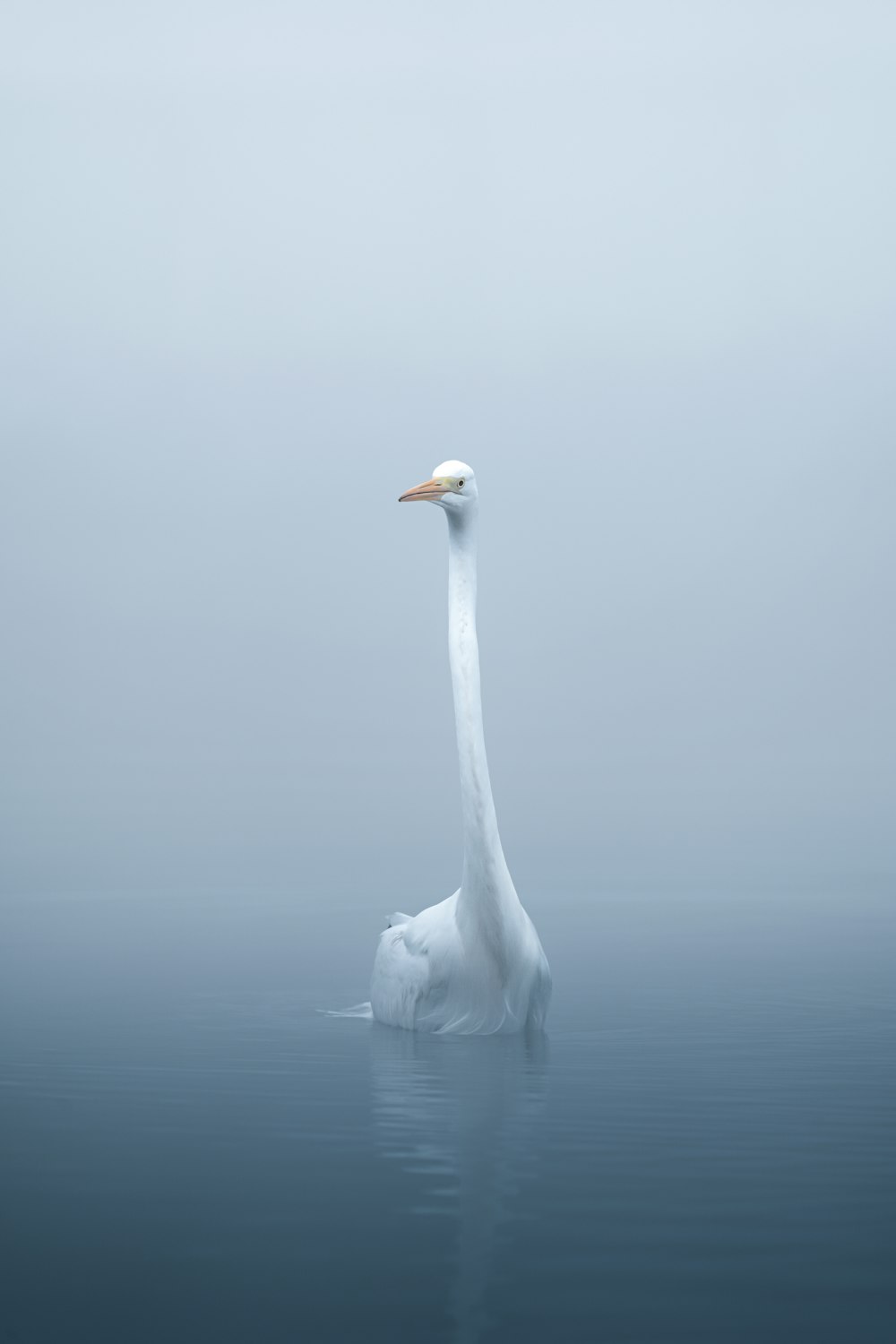 a large white bird floating on top of a body of water