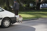 A person walks a dog near a white car, with green grass and palm trees in the background. The scene takes place in a park or well-maintained garden area, under clear daylight.