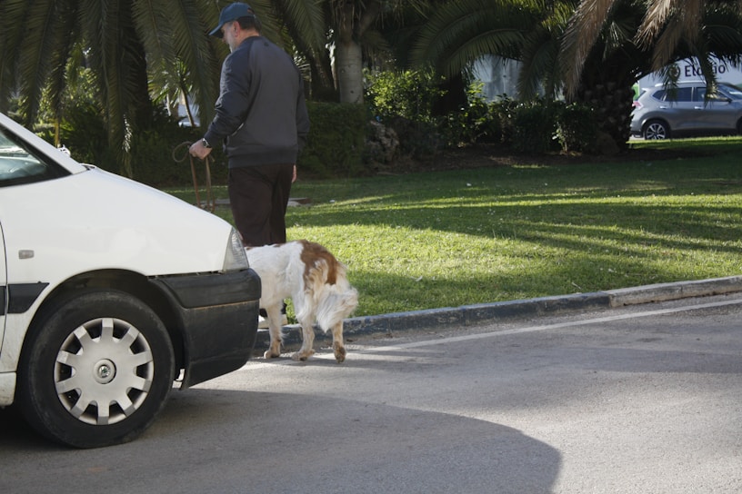 A person walks a dog near a white car, with green grass and palm trees in the background. The scene takes place in a park or well-maintained garden area, under clear daylight.
