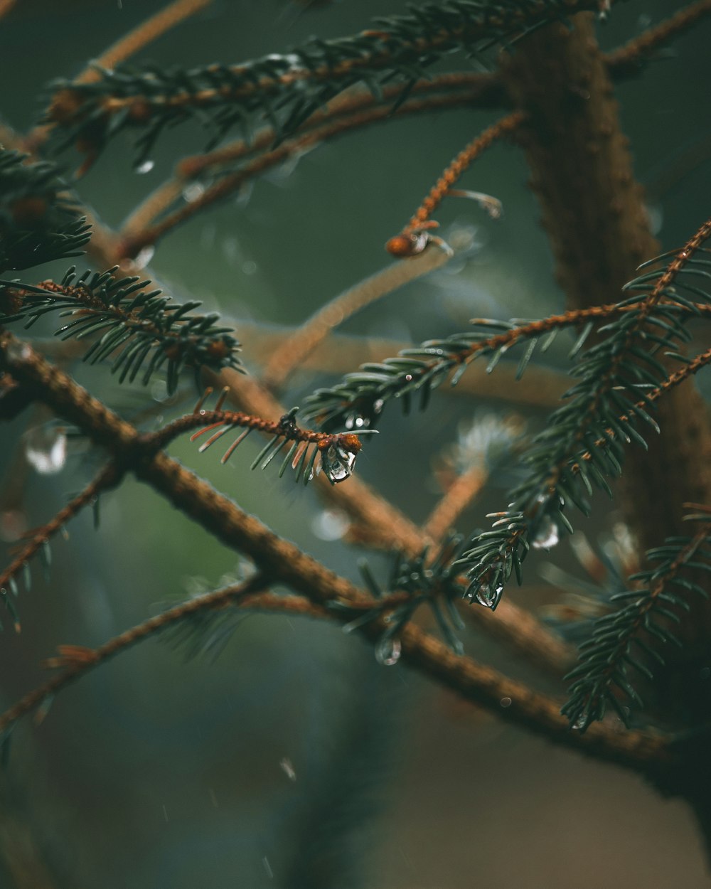 a pine tree branch with drops of water on it