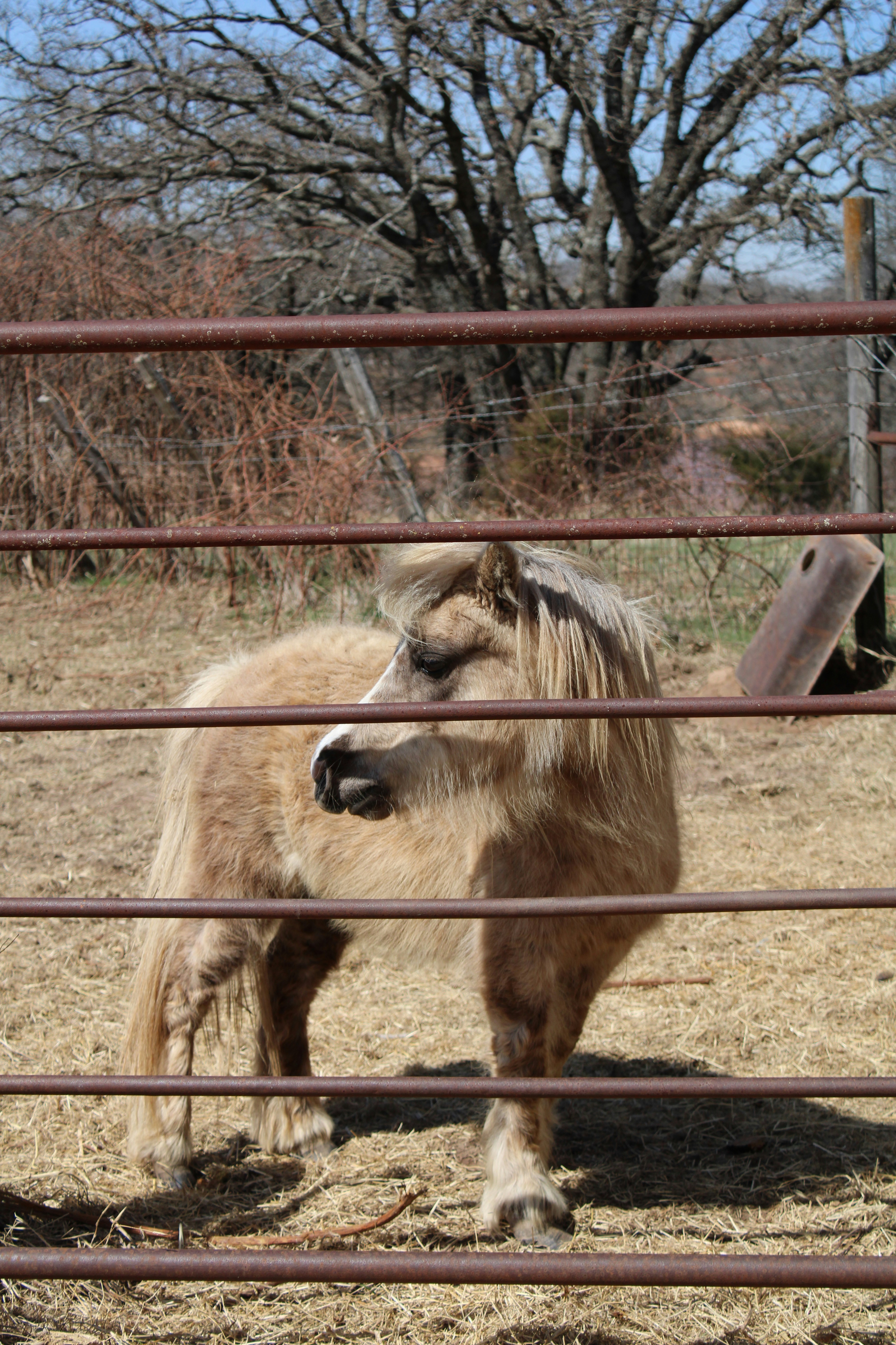 un piccolo animale peloso in un'area recintata