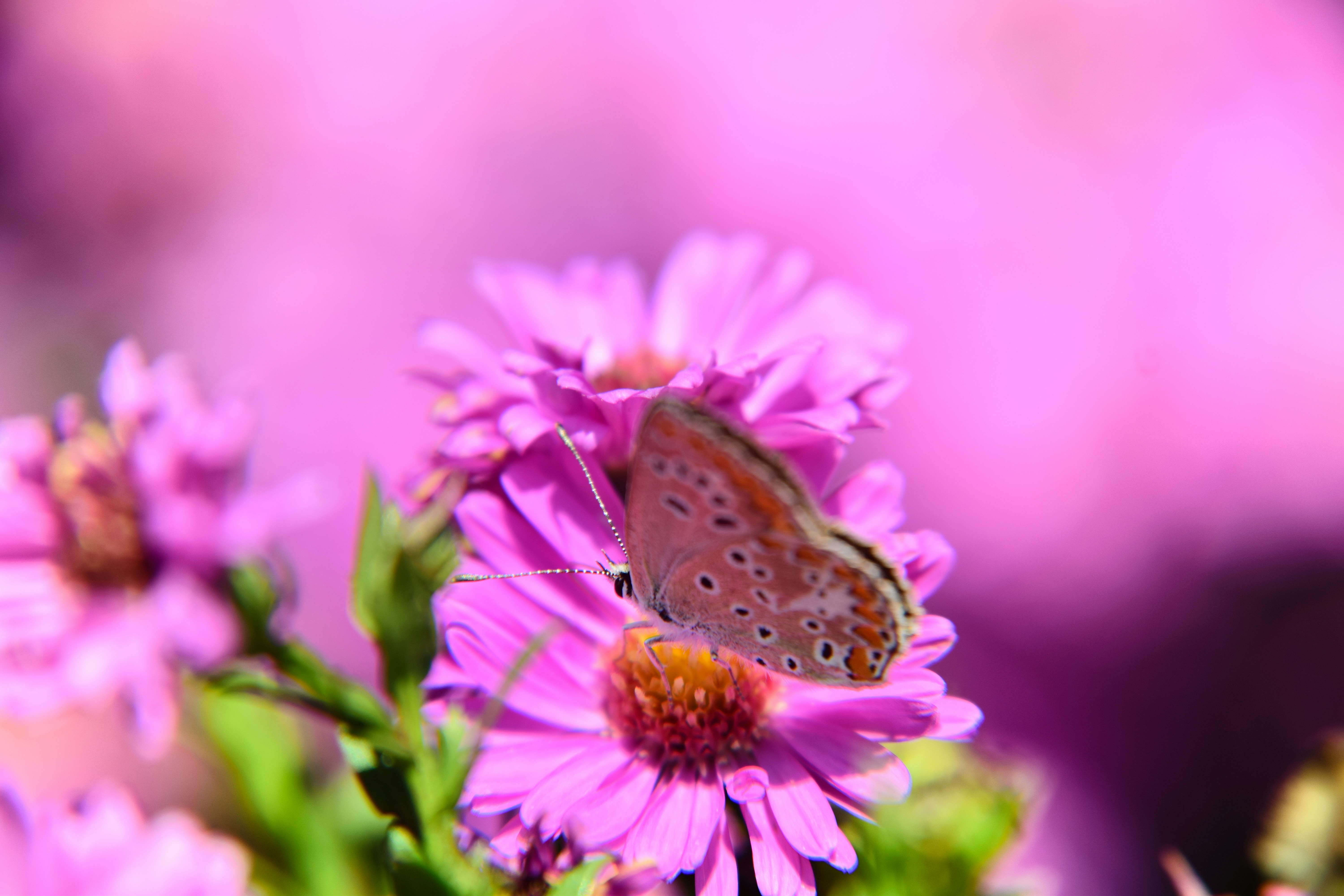 Photo by nasiusii