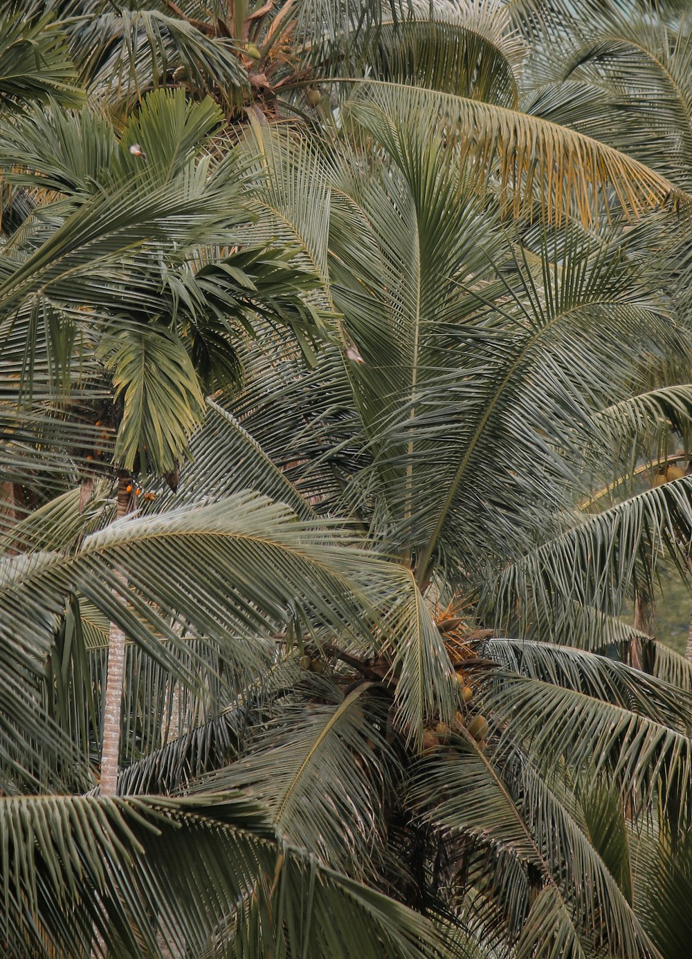 un ramo de palmeras que están una al lado de la otra