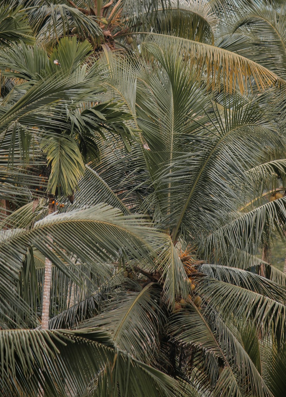 a bunch of palm trees that are next to each other