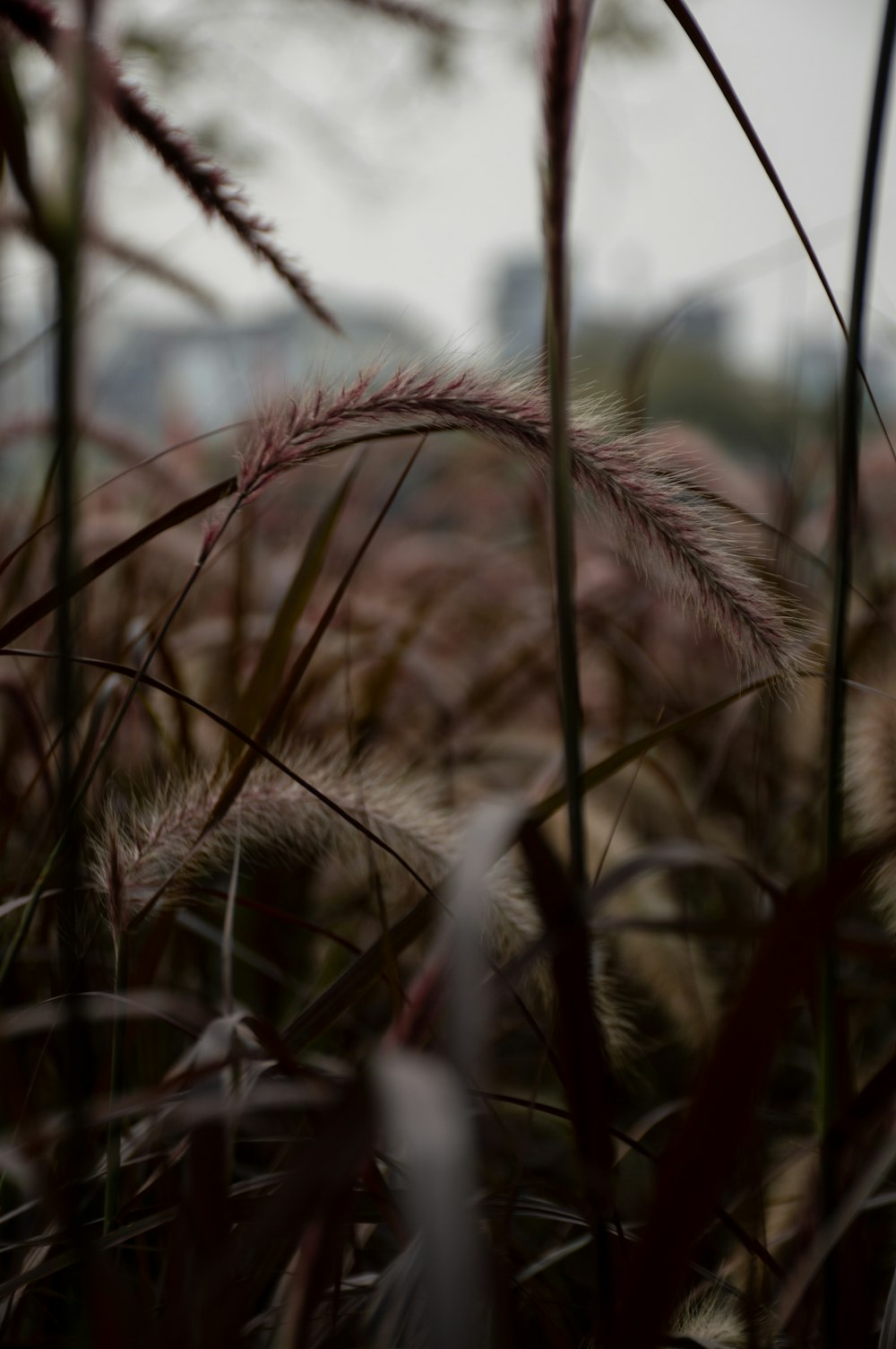 a blurry photo of a bunch of tall grass