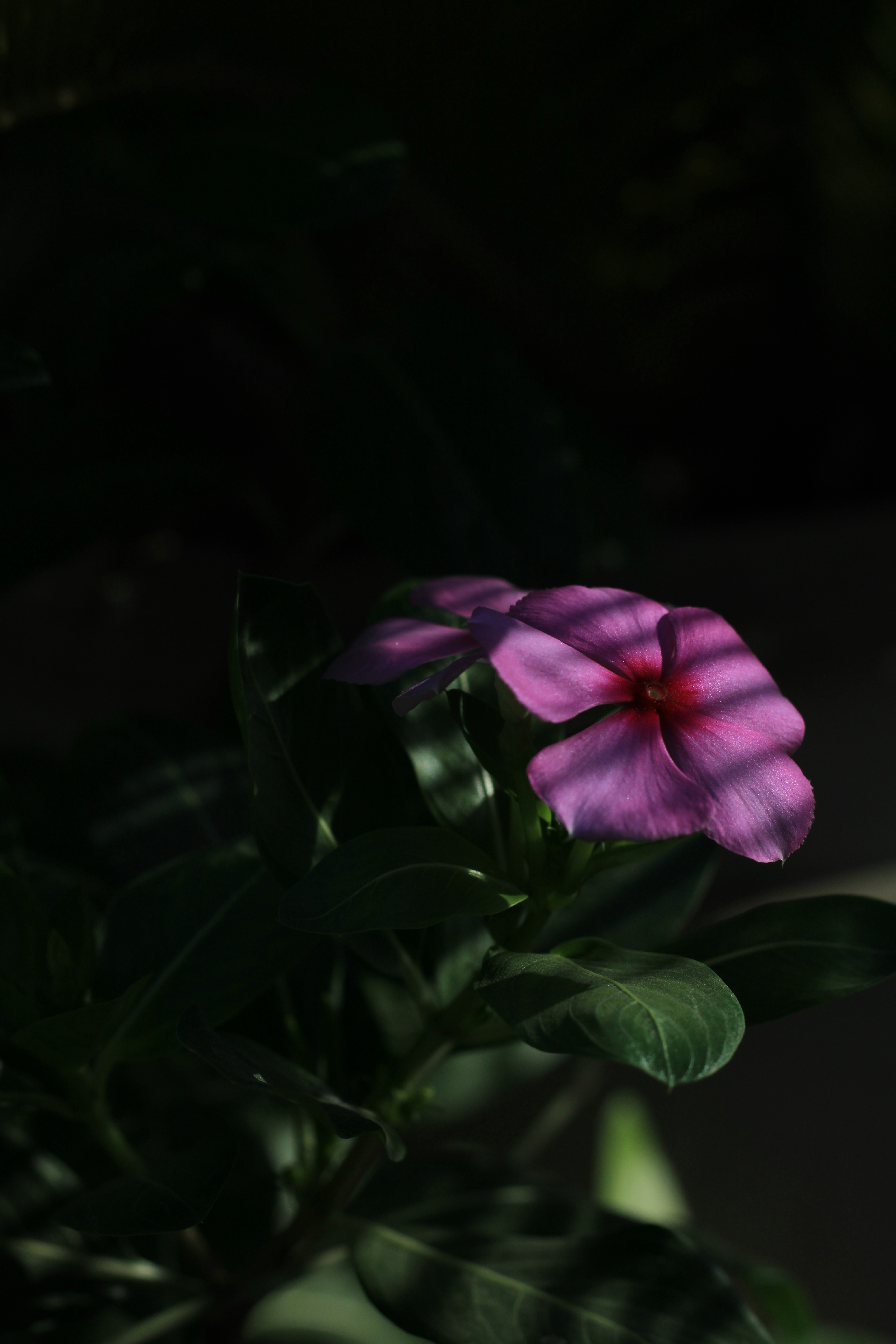 Photo by nilotpal3