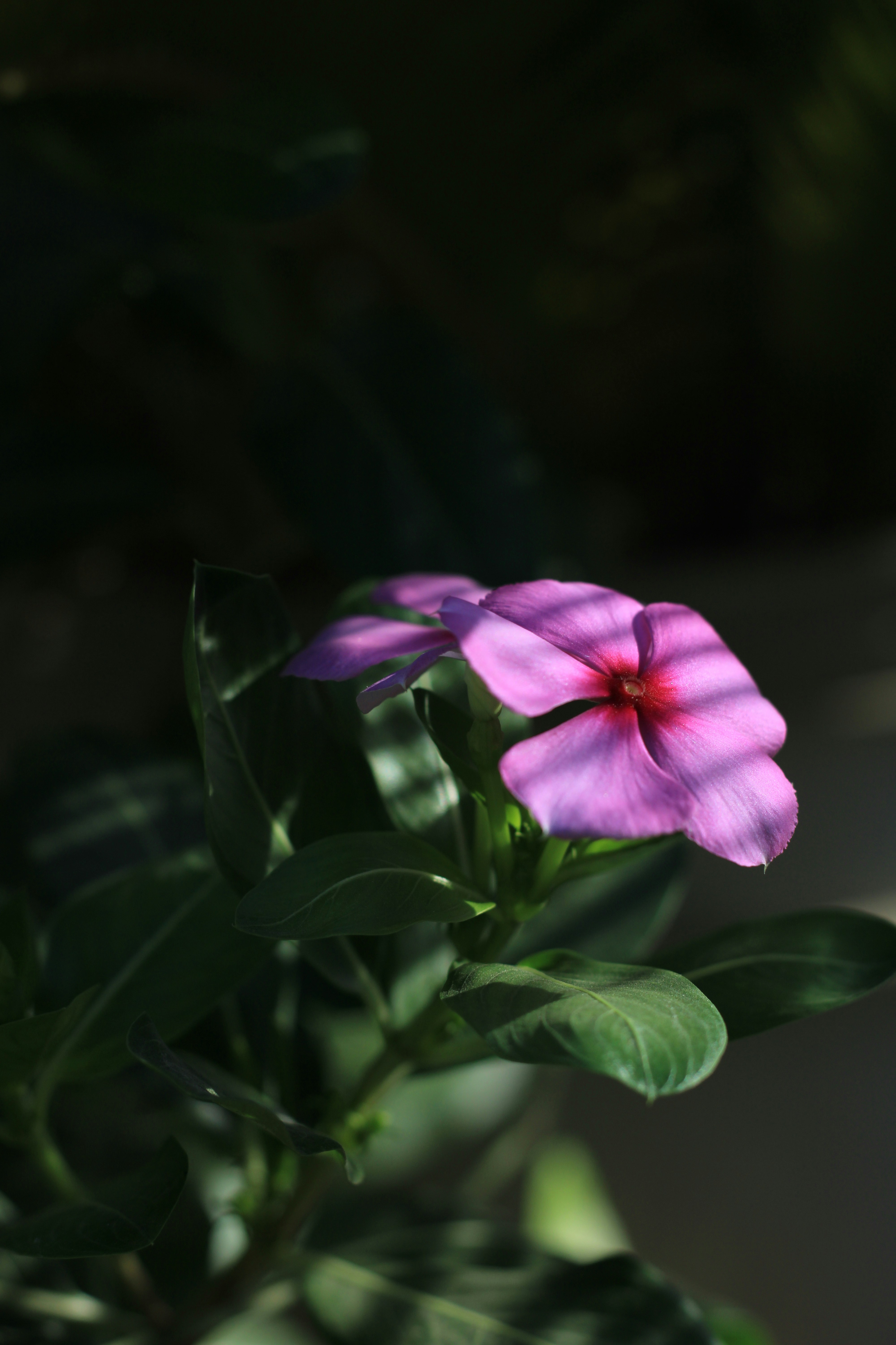 Photo by nilotpal3