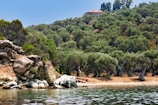 A serene landscape depicting a hillside covered with dense green trees, likely olive trees, rising above a rocky shoreline. In the distance, a solitary house with a red roof sits atop the hill, partially obscured by trees. The foreground features calm waters with reflections of the shoreline and foliage.
