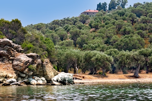 A serene landscape depicting a hillside covered with dense green trees, likely olive trees, rising above a rocky shoreline. In the distance, a solitary house with a red roof sits atop the hill, partially obscured by trees. The foreground features calm waters with reflections of the shoreline and foliage.
