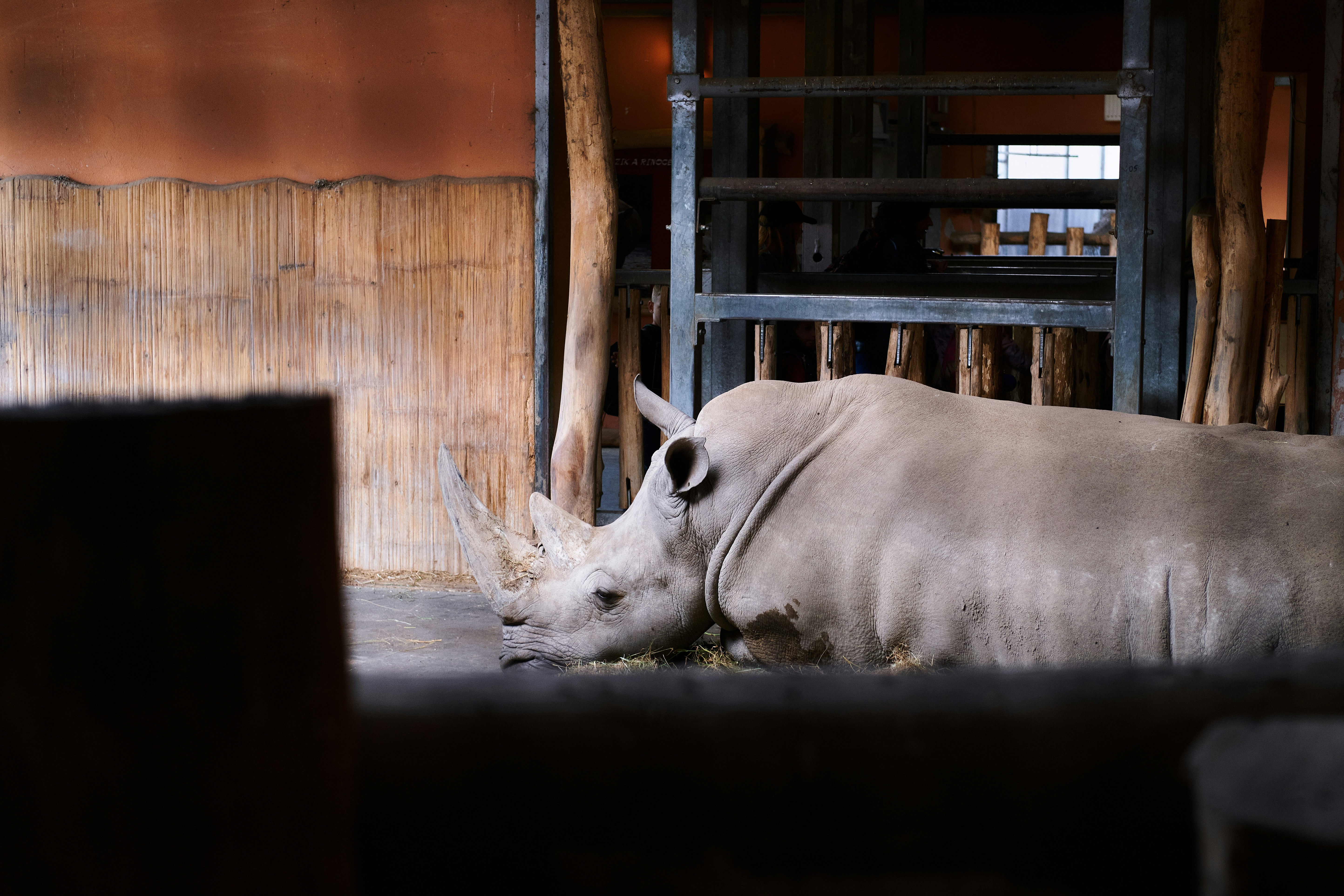 A white rhino laying down in a wooden enclosure photo – Free Budapest ...