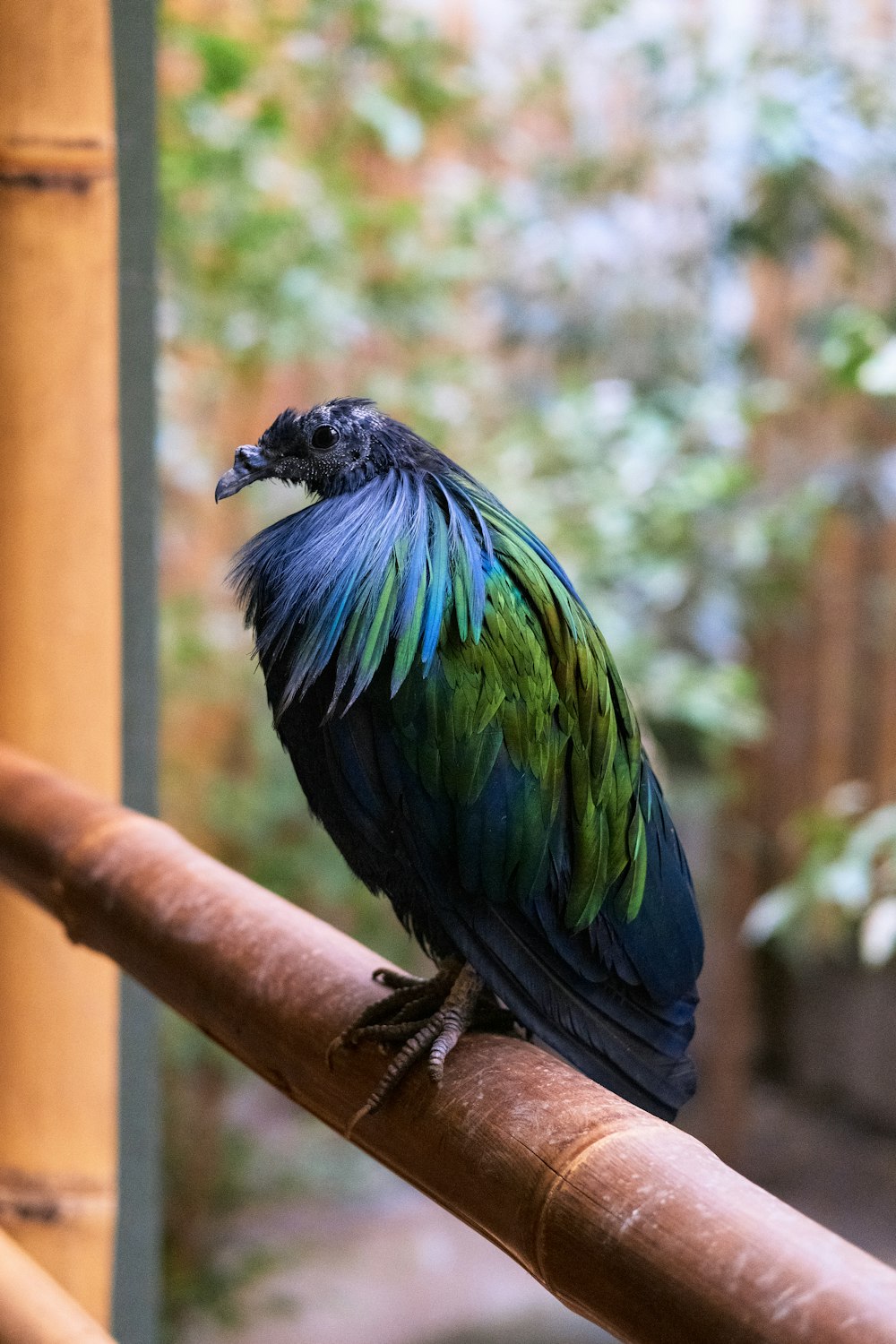 Un uccello colorato seduto sulla cima di una ringhiera di legno