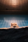 A small animal with whiskers peeks over a textured, dark foreground into the frame. The background is softly lit with a gradient of light blue and features a grid pattern at the top, suggesting a controlled environment like a zoo or an enclosure.