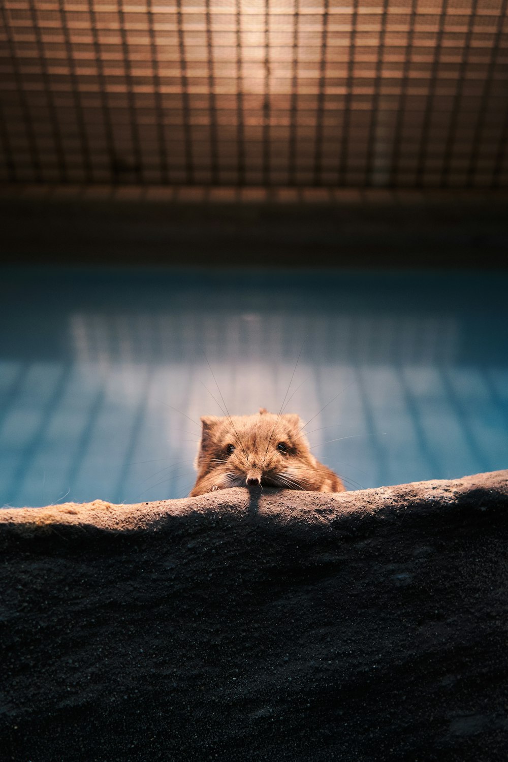 a cat laying on top of a rock next to a pool