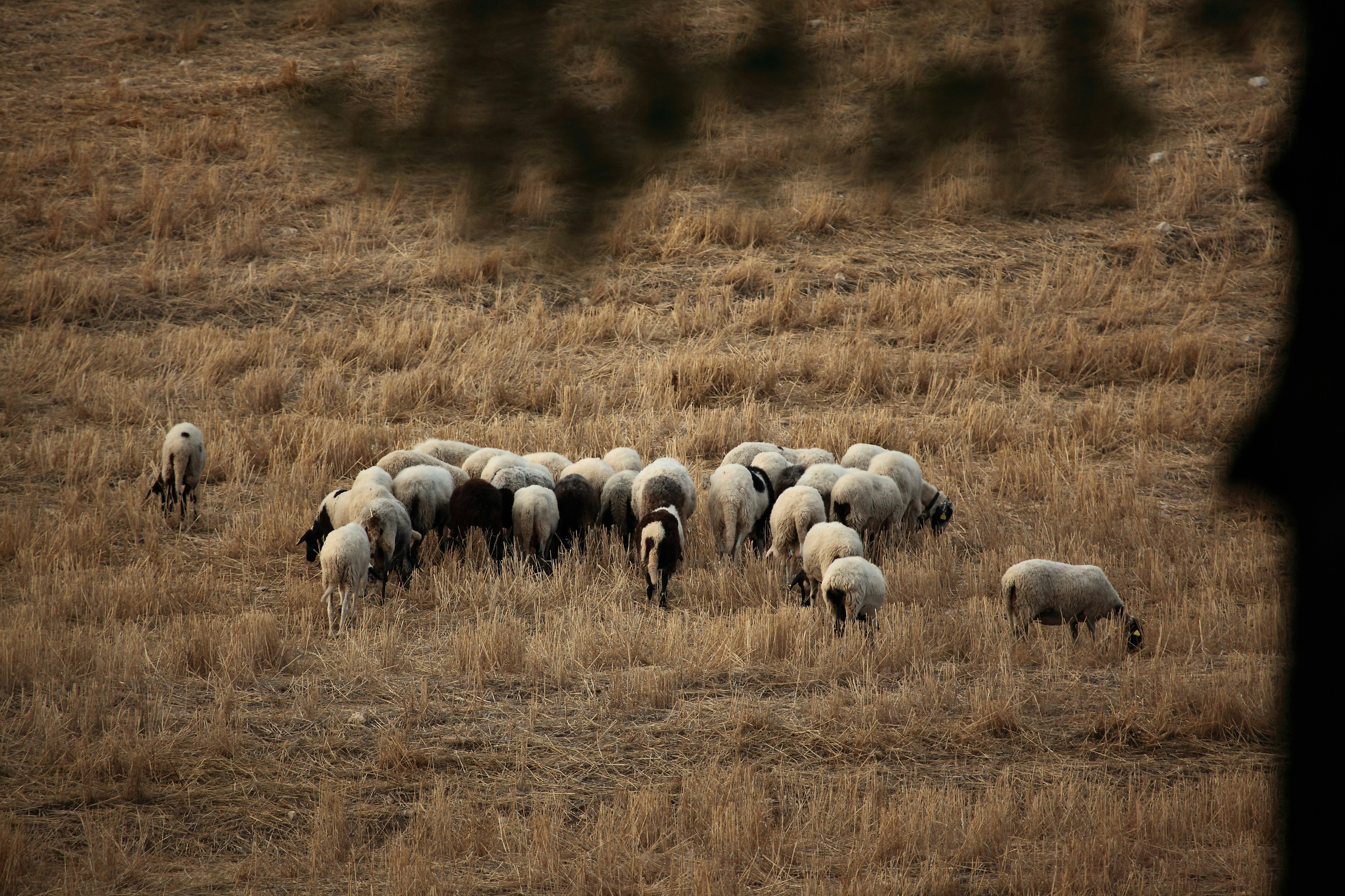 a herd of sheep standing on top of a dry grass field