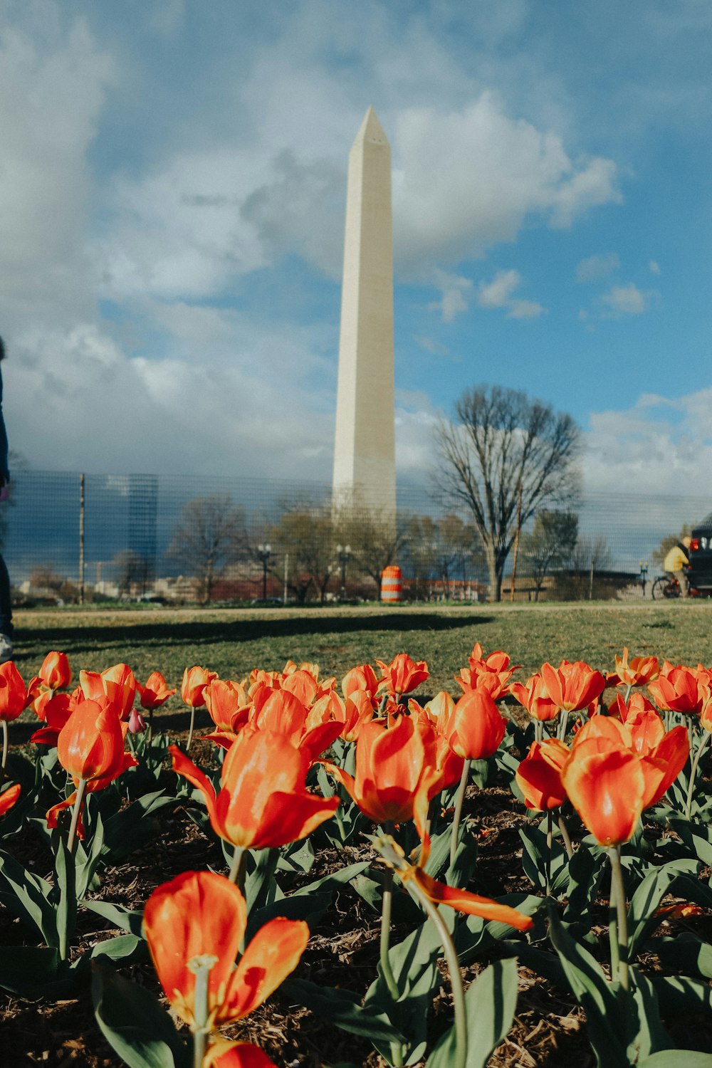 a field of orange flowers in front of the washington monument