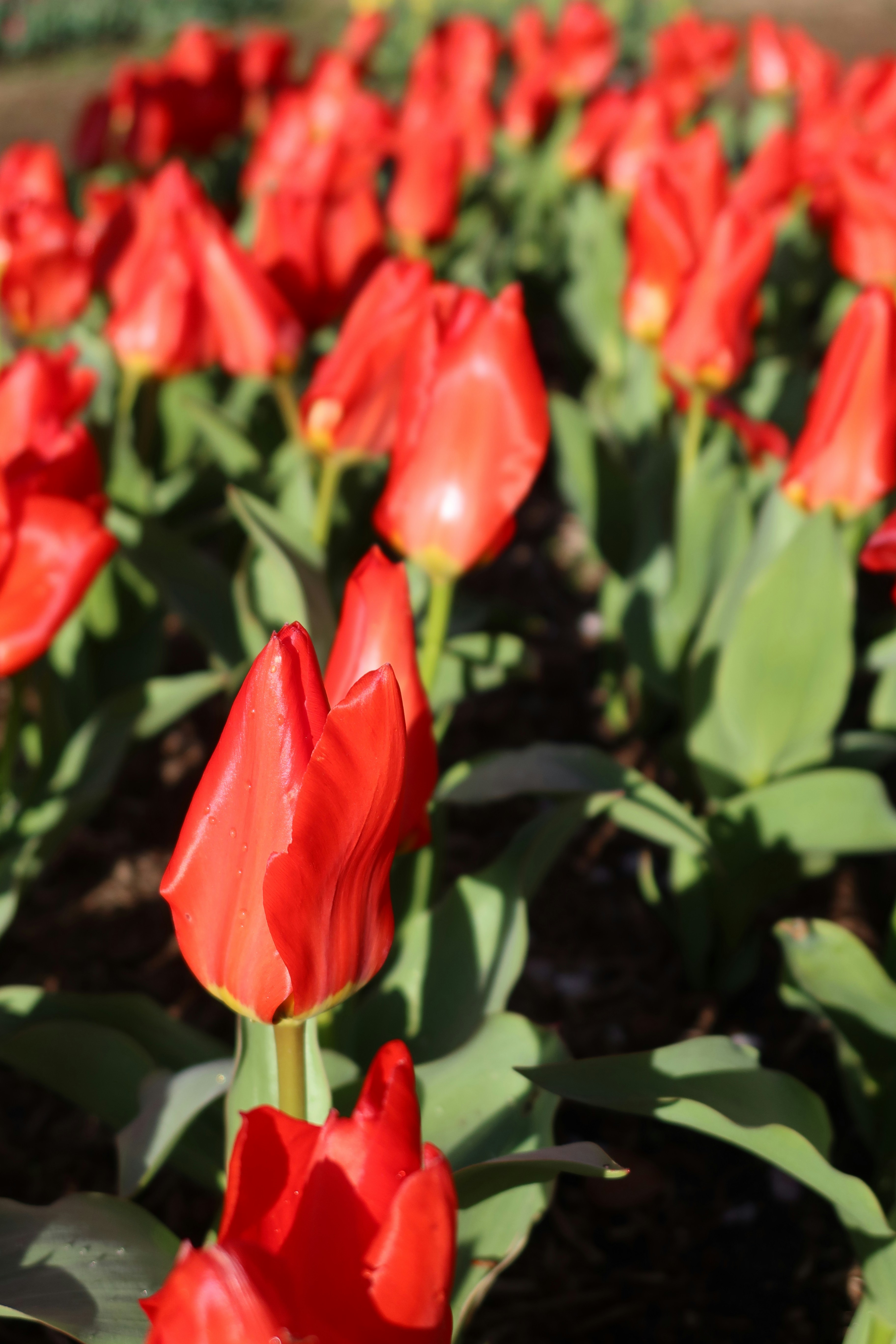 a field of red tulips with green leaves