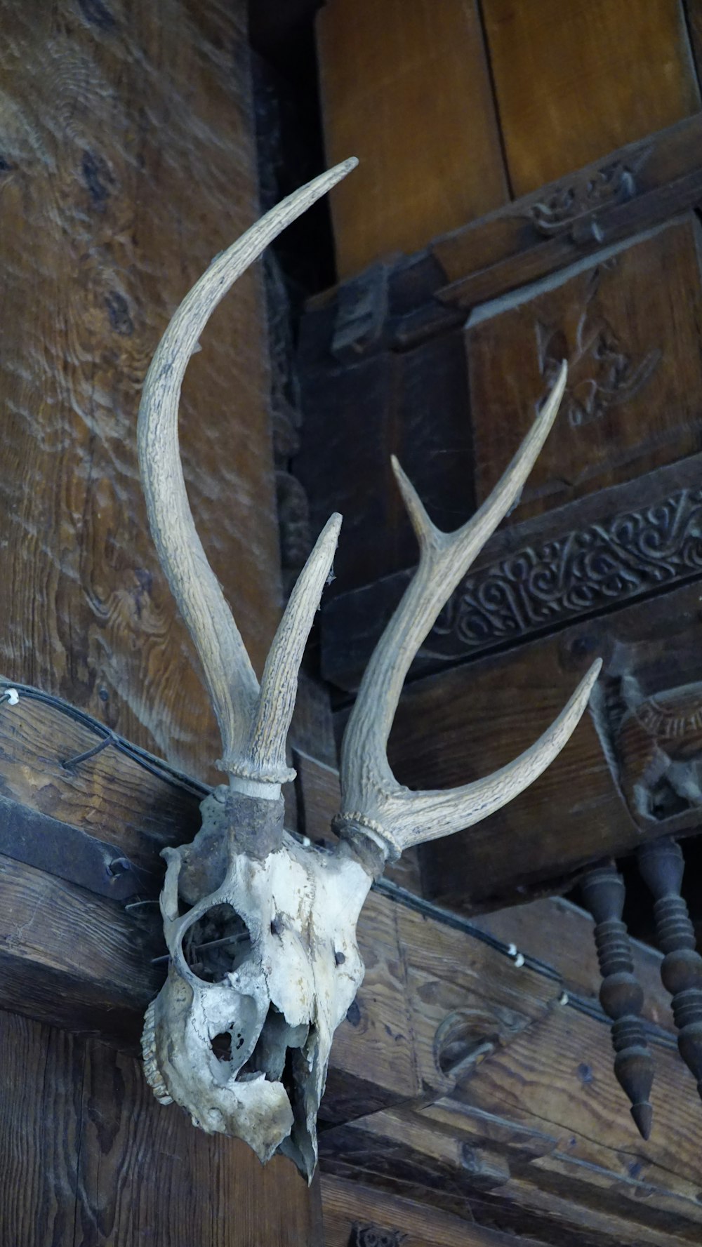 um crânio de veado montado em uma parede de madeira