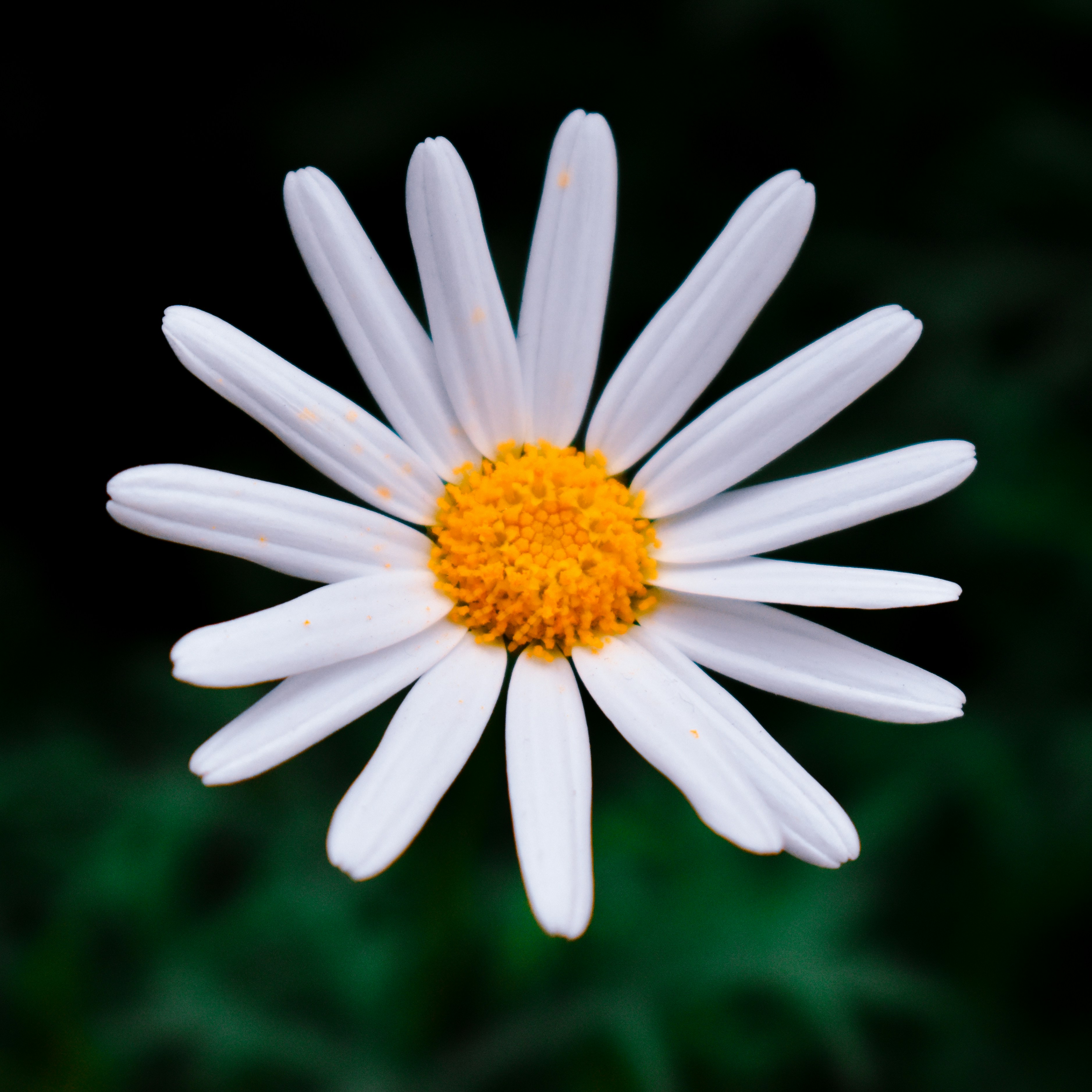 Daisy Flower In Hindi Best Flower Site