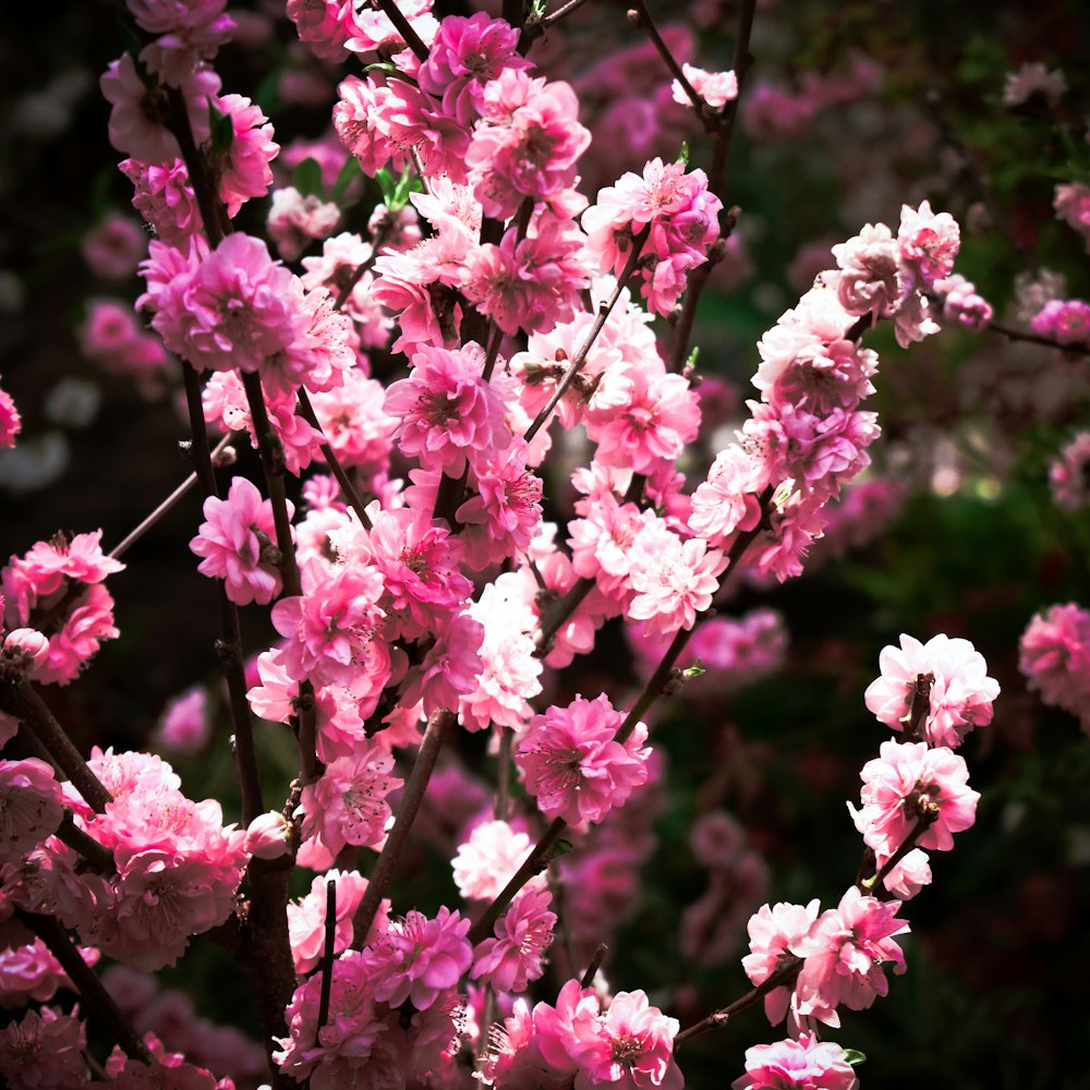 a bunch of pink flowers that are in a vase