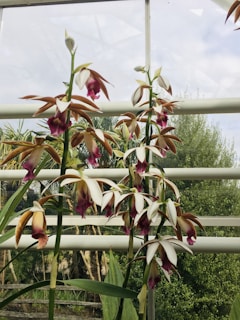 Multiple white and pink orchids with elongated petals and reddish-brown accents are growing in front of a window with a background of lush green foliage. The scene appears to be in a greenhouse or conservatory with natural lighting filtering through the panes.