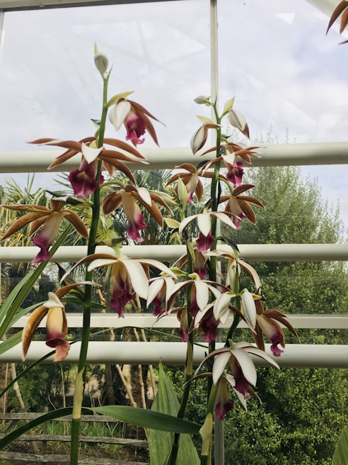 Multiple white and pink orchids with elongated petals and reddish-brown accents are growing in front of a window with a background of lush green foliage. The scene appears to be in a greenhouse or conservatory with natural lighting filtering through the panes.