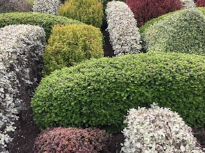 A variety of shrubs displayed in a well-organized garden center.