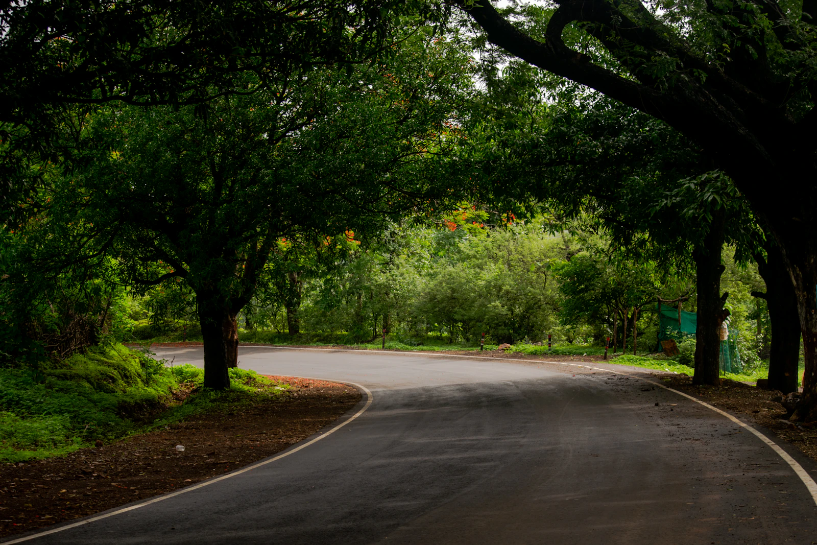 A curved two lane road running between dense trees on both sides.