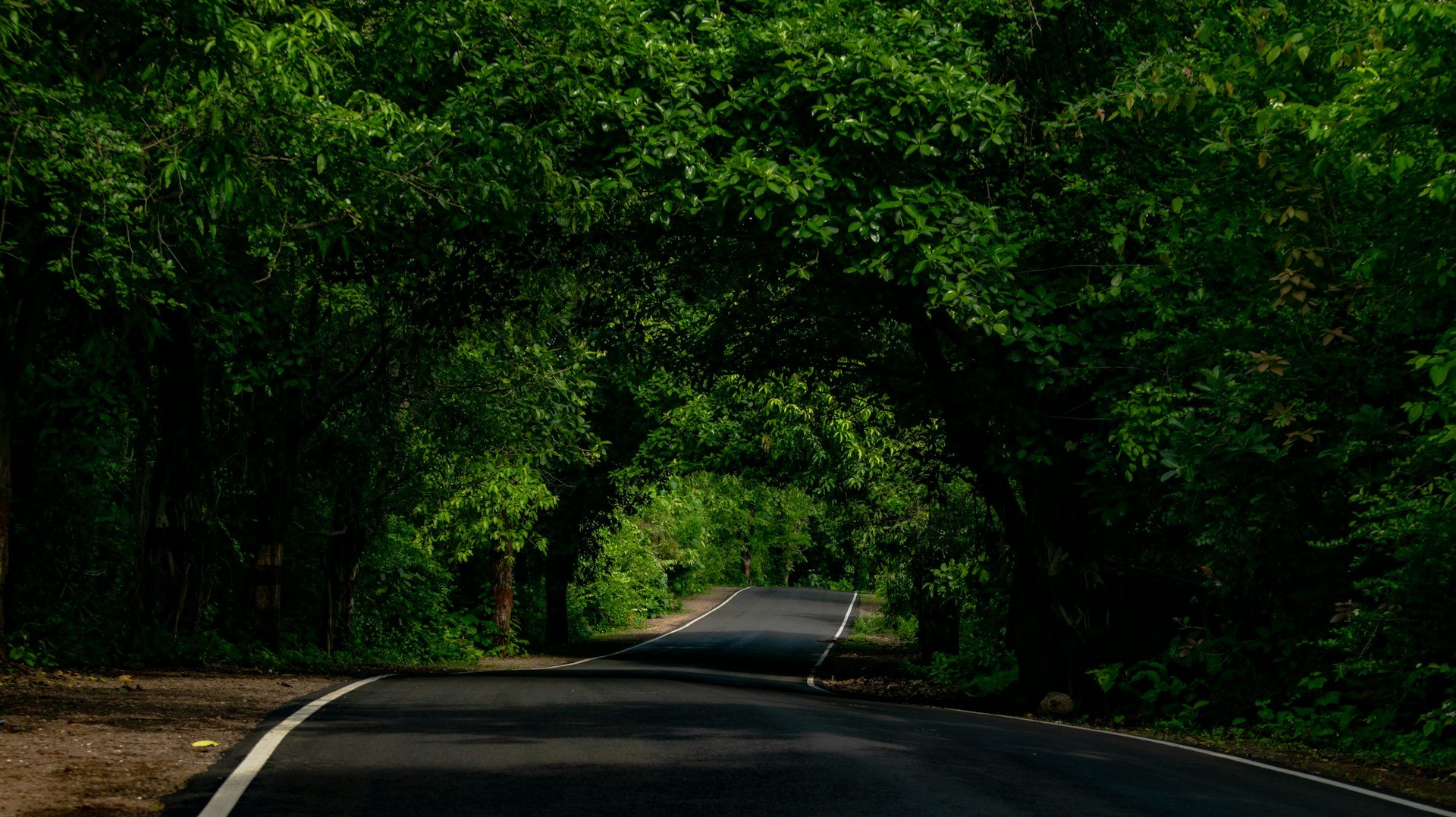 an empty road surrounded by trees and bushes