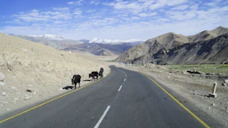 A winding mountain trail through the barren, high-altitude desert landscape of Ladakh.