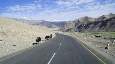 A winding mountain road stretches through a barren landscape with high-altitude terrain. The scene includes rugged mountains with some snow caps in the distance under a partly cloudy sky. There are a few yaks walking along the side of the road, accompanied by a person walking. The area appears remote and desolate.