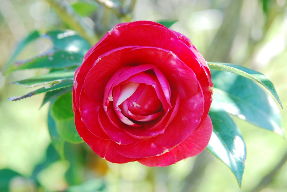 a close up of a red rose with green leaves