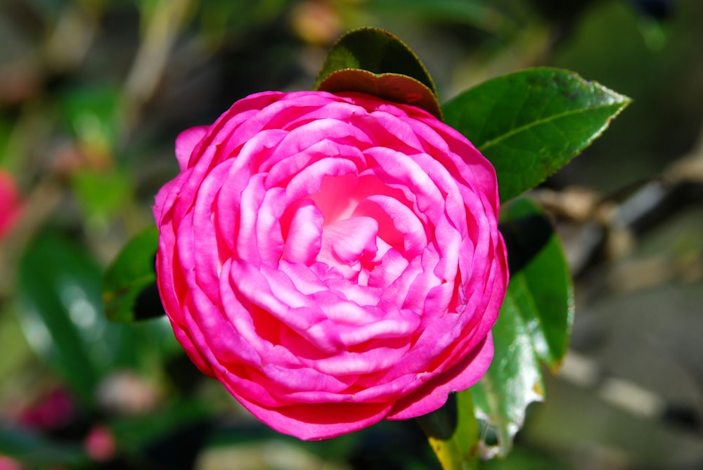 a close up of a pink flower with green leaves