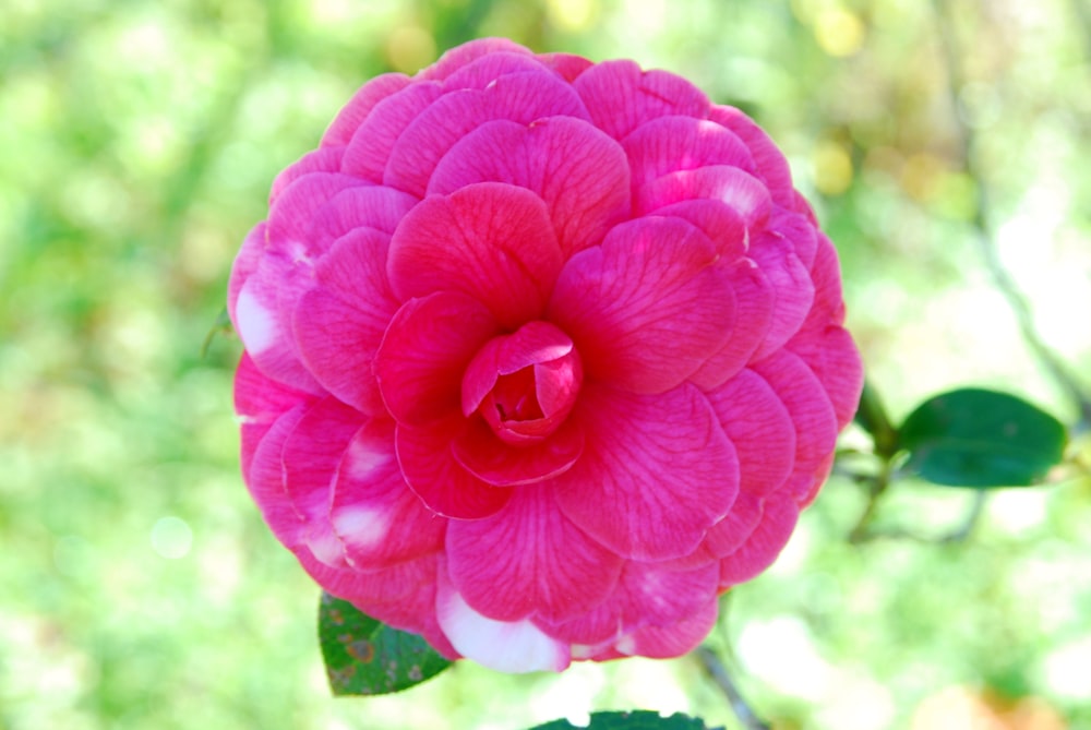 a pink flower with green leaves in the background