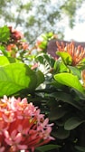 A close-up of tropical flowers blooming vividly under bright sunlight.