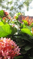 A close-up view of lush green leaves and vibrant clusters of pink and orange tropical flowers basking in sunlight. The background softly blurs with additional greenery and dappled sunlight.