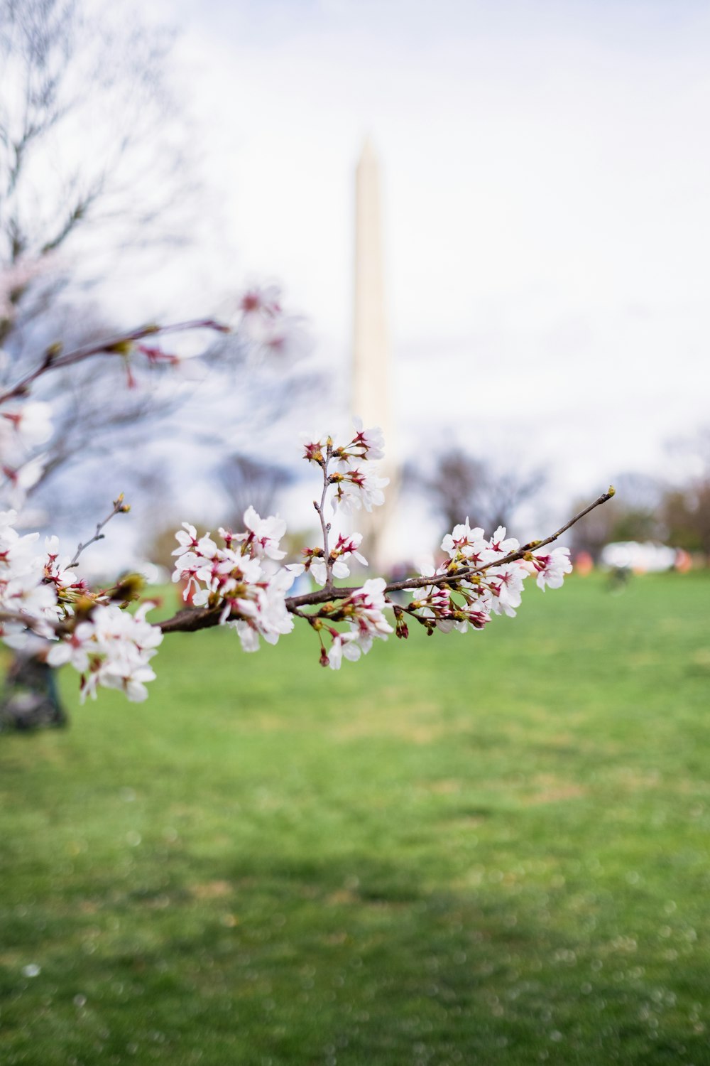 a tree branch with white flowers in front of the washington monument