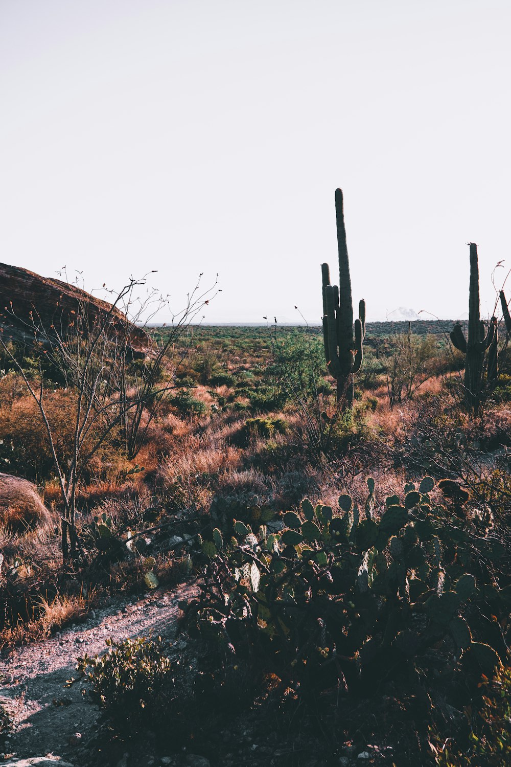 a dirt path in the middle of a desert