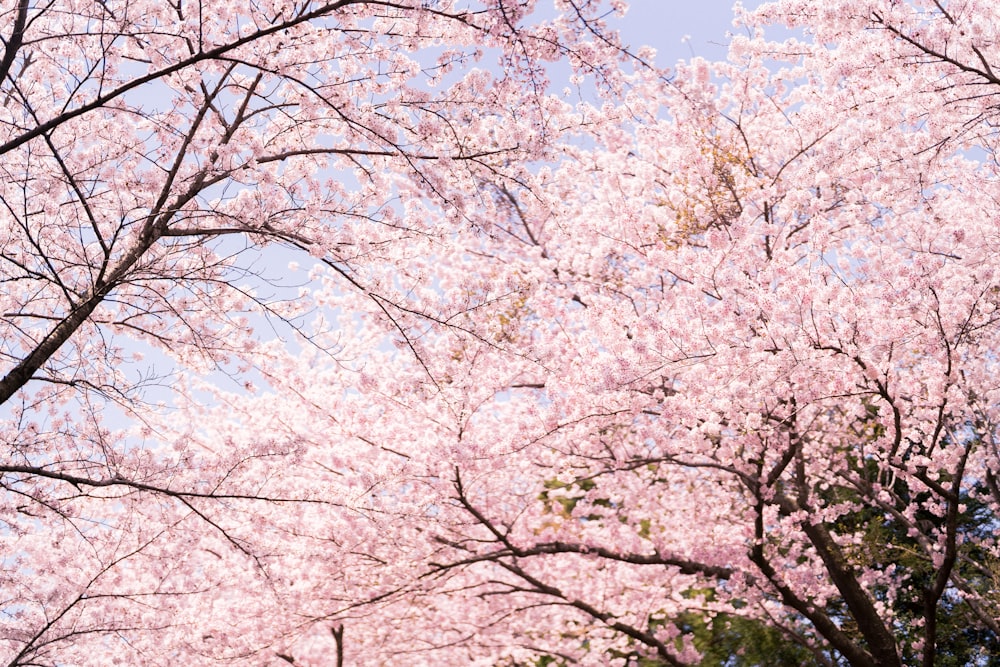 a tree filled with lots of pink flowers