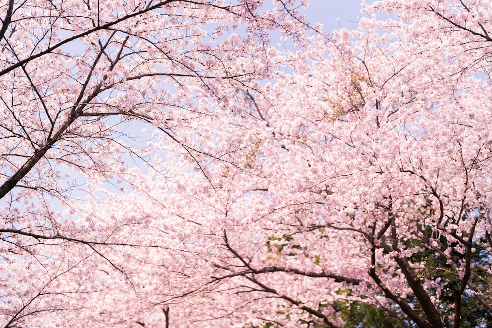 uma árvore cheia de muitas flores cor-de-rosa