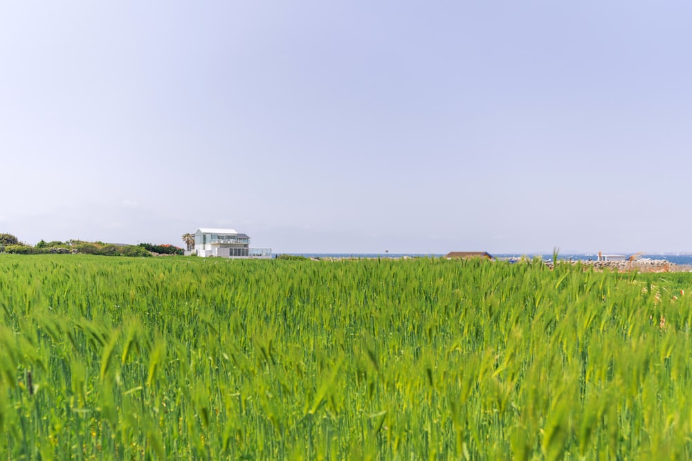 un grand champ d’herbe verte avec un bâtiment en arrière-plan