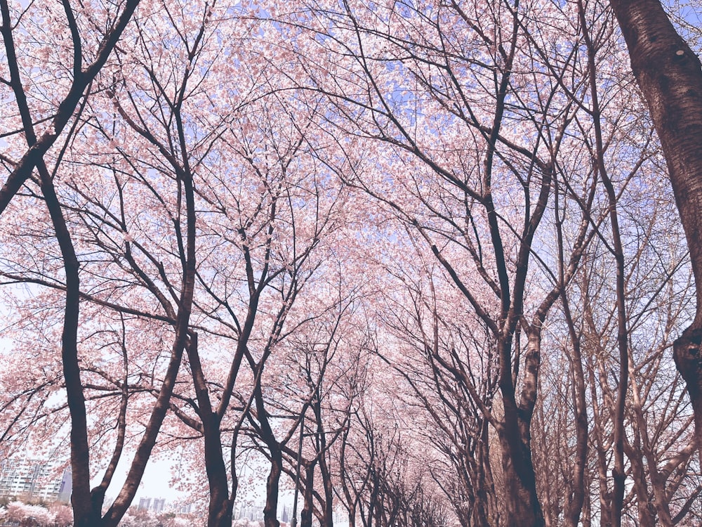 a street lined with lots of trees covered in pink flowers