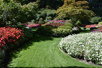 a lush green lawn with white and red flowers