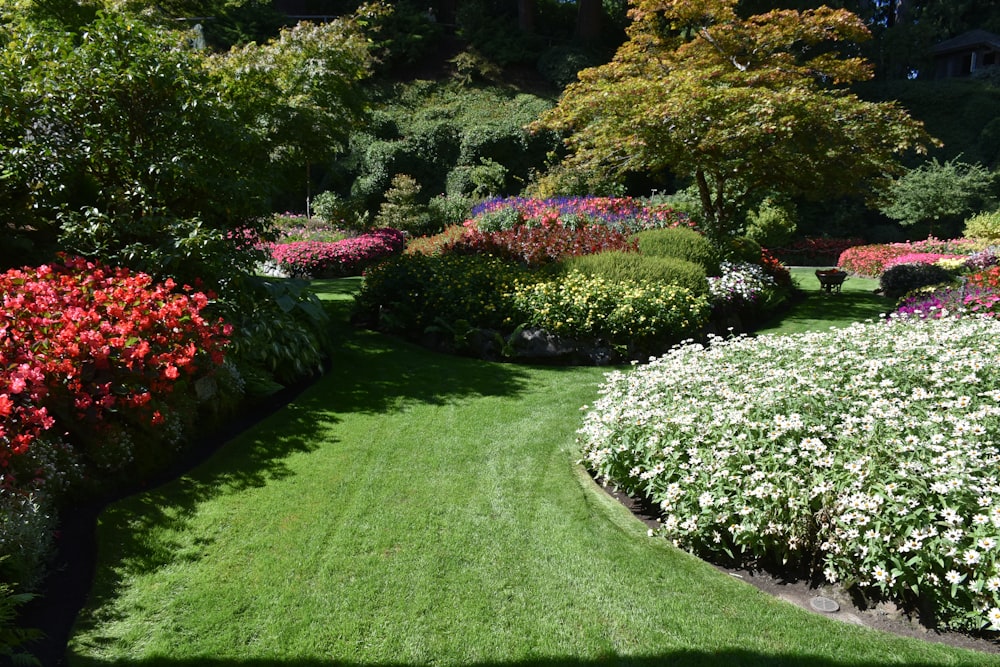 a lush green lawn with white and red flowers