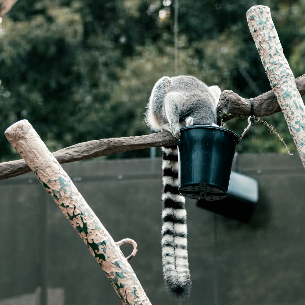 a lemur sitting on top of a tree branch