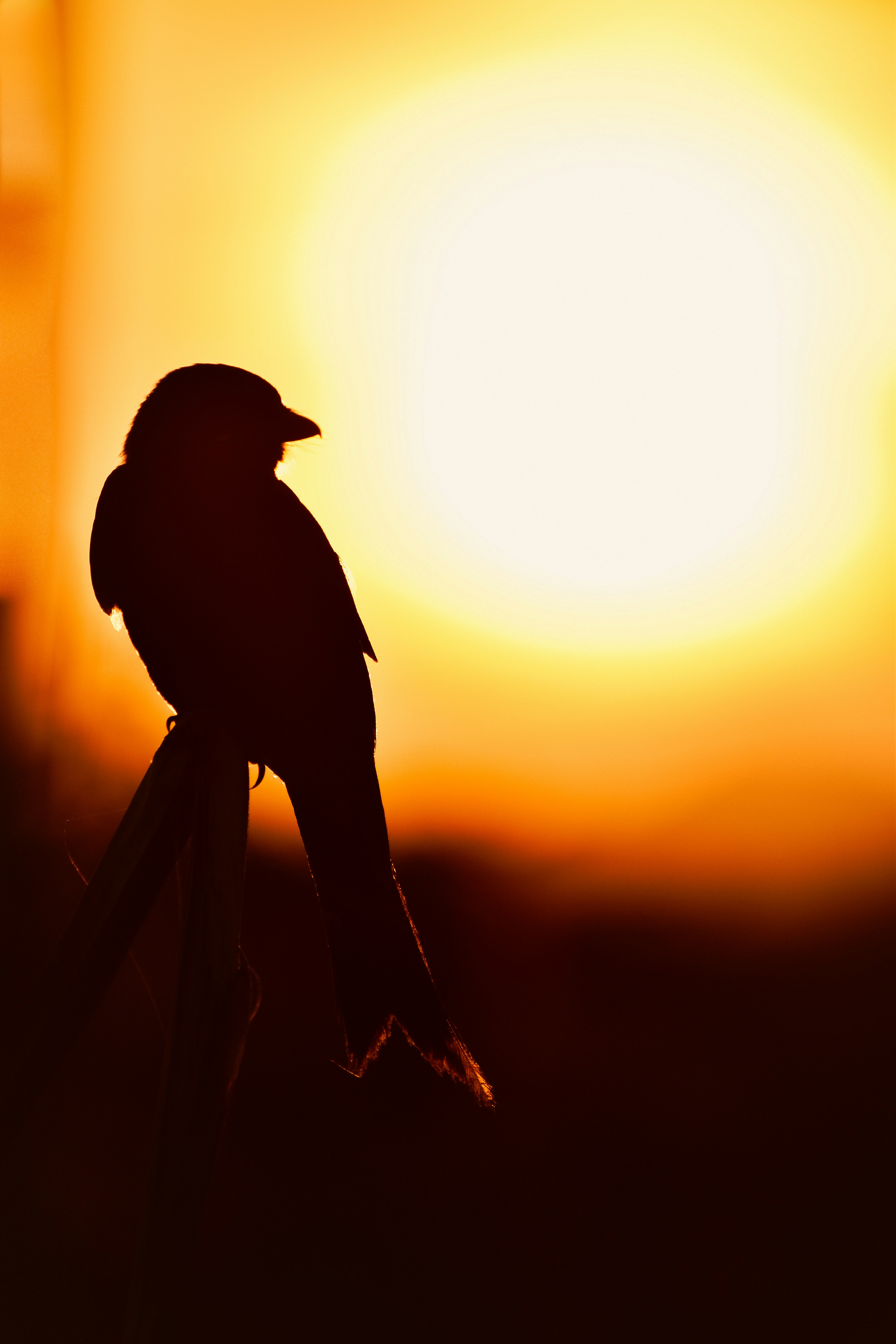 Photo by navi_photography