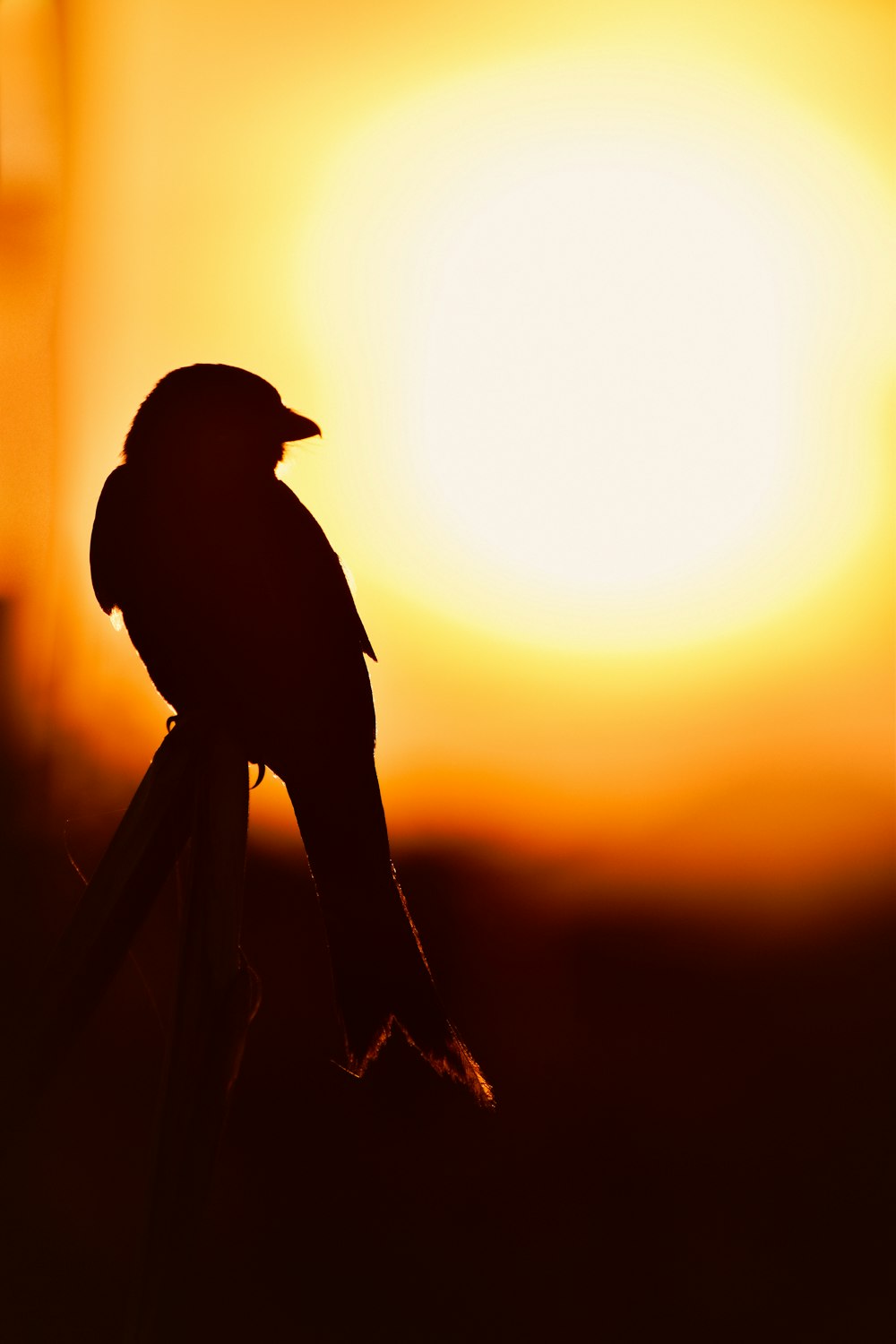 a black bird sitting on top of a wooden stick