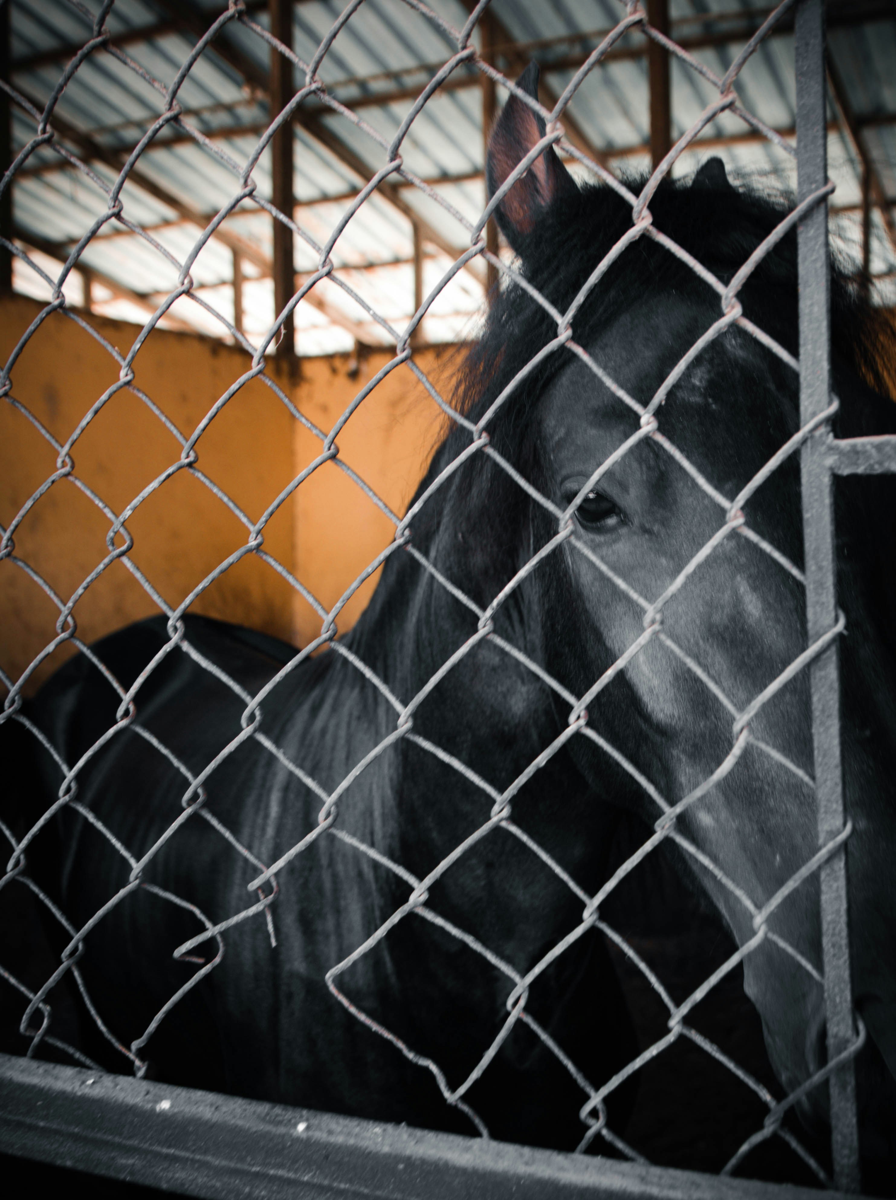 A black horse behind a chain link fence photo Free Den Image on Unsplash